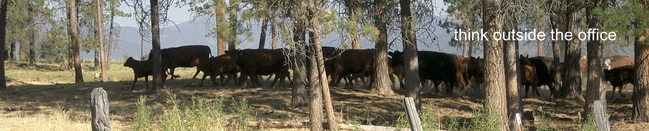 Cattle moving through shadows in a dry pine forest.