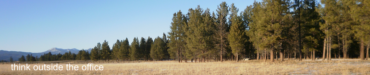 Dry golden grass, Ponderosa pin, and blue sky.